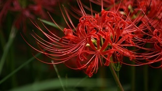 Lycoris_radiata-Red_Lycoris_Flowers_Picture_01_1920x1080.jpg